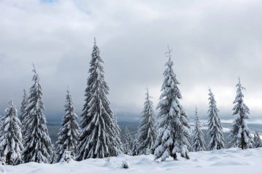 ağaçları kış panorama kar ile kaplı