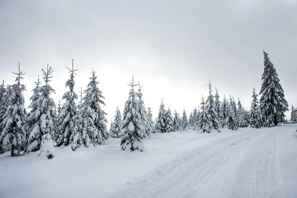 Zasněžené zimní silnici a jedle stromy — Stock fotografie