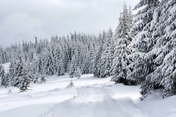 Snötäckta vintern road och fir trees — Stockfoto