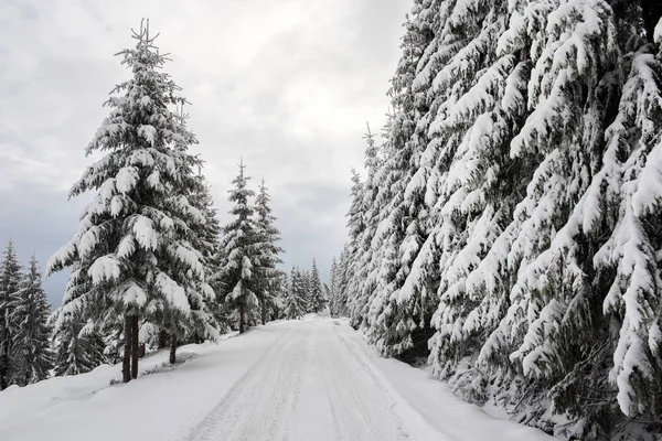 Zasněžené zimní silnici a jedle stromy — Stock fotografie