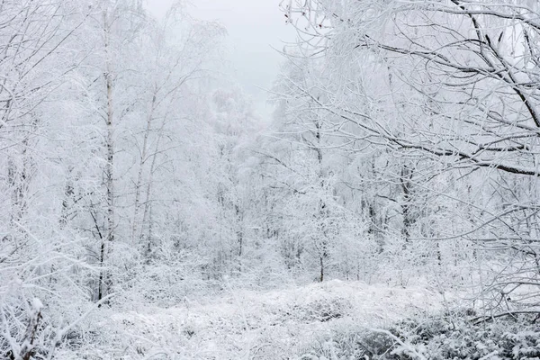 Winterlandschaft mit Raureif auf den Bäumen — Stockfoto