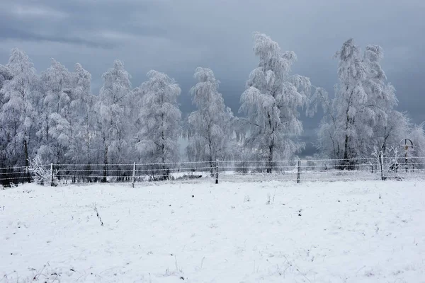 Зимний пейзаж с инеем на деревьях — стоковое фото