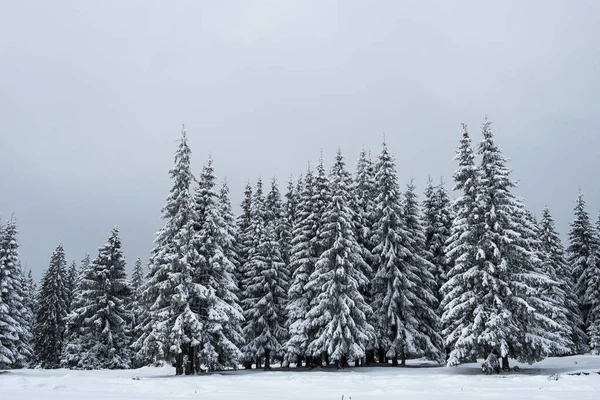 Weihnachten Hintergrund der verschneiten Winterlandschaft — Stockfoto