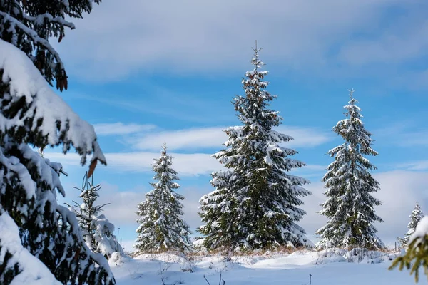 白雪覆盖的山上的冬天冷杉树 — 图库照片