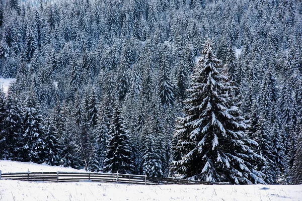 Schneebedeckter Tannenwald. natürliches Muster — Stockfoto