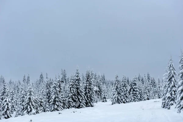 白雪覆盖的山上的圣诞冬日仙境 — 图库照片