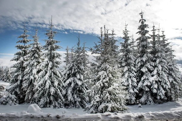 Weihnachten Hintergrund der verschneiten Winterlandschaft — Stockfoto
