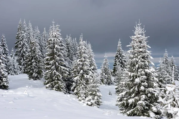 冬季全景与雪覆盖的树木 — 图库照片