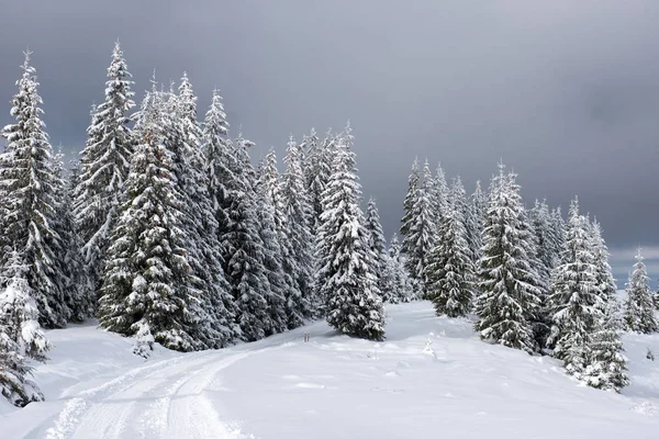 Zimní panorama s sněhu zahrnuty stromy — Stock fotografie