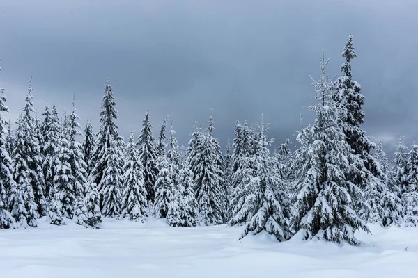 Zimní stromy věčným sněhem na horách — Stock fotografie
