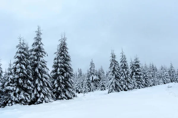 魔法の雪が山のモミの木を覆われました。 — ストック写真