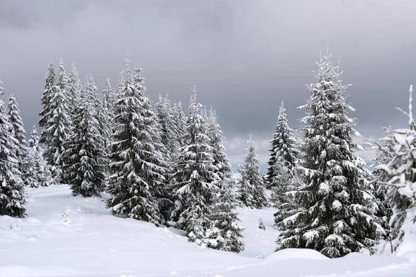 Magiska snötäckta granar i bergen — Stockfoto