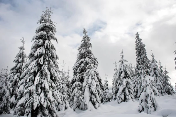 Magiska snötäckta granar i bergen — Stockfoto