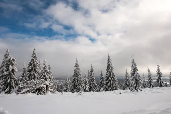 Winter bomen vallende sneeuw in de bergen — Stockfoto