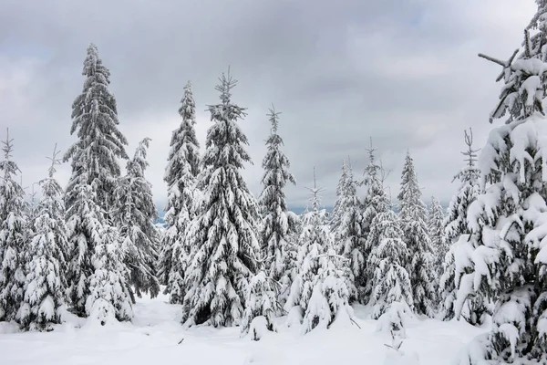 Zauberhafte schneebedeckte Tannen in den Bergen — Stockfoto