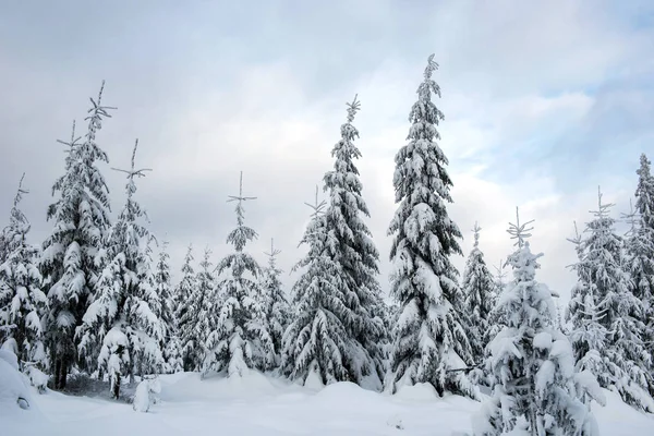 Winter trees covered by snow in the mountains — Stock Photo, Image