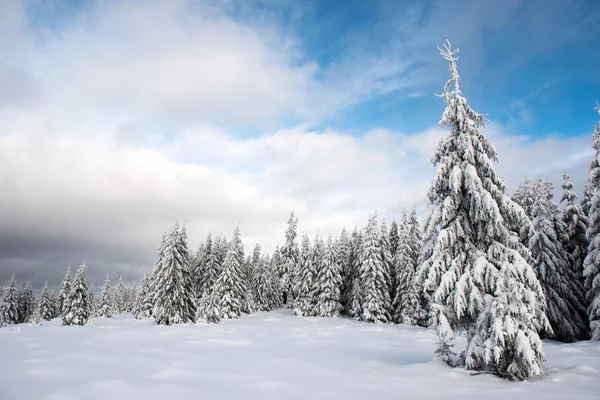 Panorama de invierno con árboles nevados — Foto de Stock