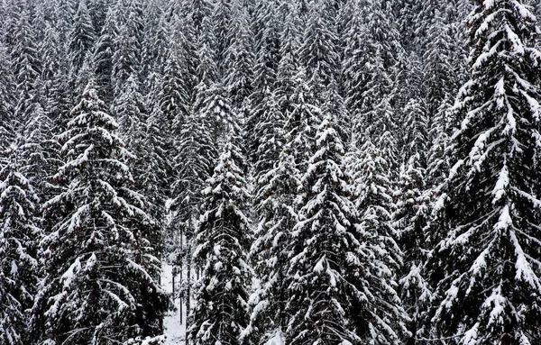 Schneebedeckter Tannenwald. natürliches Muster — Stockfoto