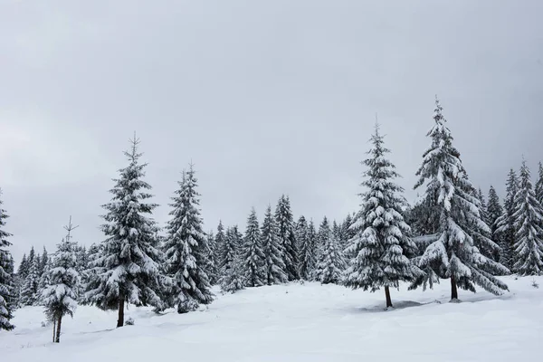 Wintertannen in den schneebedeckten Bergen — Stockfoto