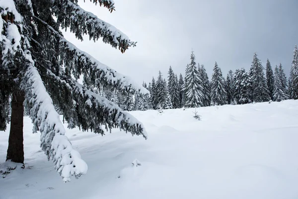 Abeti invernali in montagna coperti di neve — Foto Stock