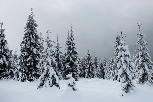 Dağlarda kar kaplı Kış ağaçlar — Stok fotoğraf