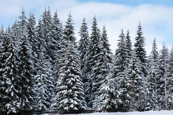 Boże Narodzenie tle śnieżnej zimie krajobrazu — Zdjęcie stockowe
