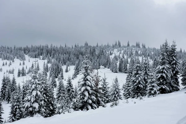 Árboles de invierno cubiertos de nieve en las montañas — Foto de Stock