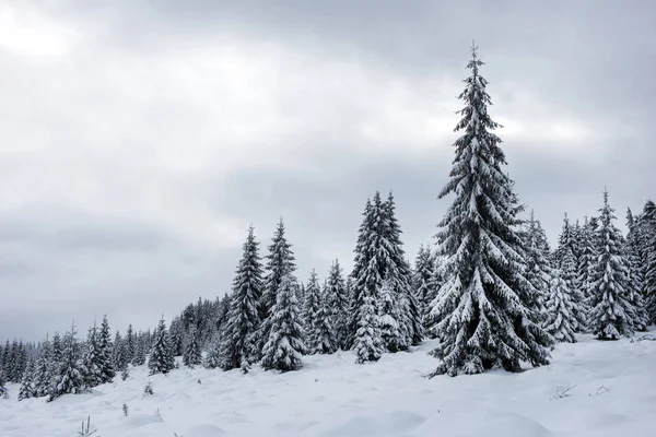Zauberhafte schneebedeckte Tannen in den Bergen — Stockfoto