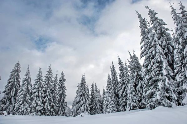 魔法の雪が山のモミの木を覆われました。 — ストック写真