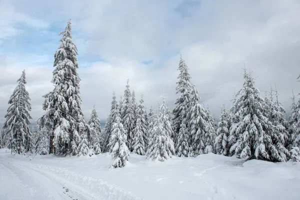 Magische sneeuw bedekt sparren in de bergen — Stockfoto