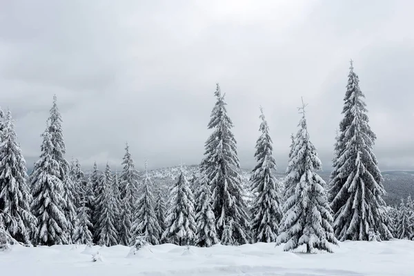 T Noel kış harikalar diyarı dağlarda kar ile kaplı