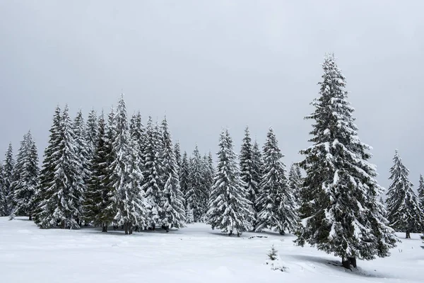 Weihnachten Hintergrund der verschneiten Winterlandschaft — Stockfoto