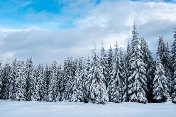 Panorama de invierno con árboles nevados — Foto de Stock