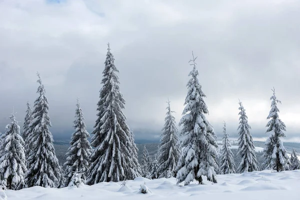 Vintern panorama med snö täckt träd — Stockfoto