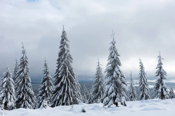 冬季全景与雪覆盖的树木 — 图库照片