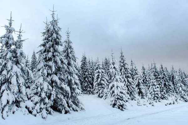 不思議な冬の休日の概念 — ストック写真