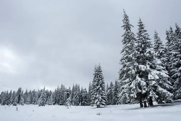 Winter fir trees in the mountains covered with snow Stock Picture