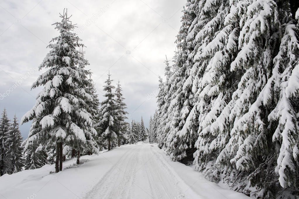 Snow covered winter road and fir trees