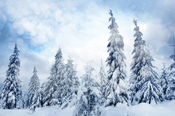 Kerst winter landschap met de besneeuwde bomen en majestueuze lichten — Stockfoto