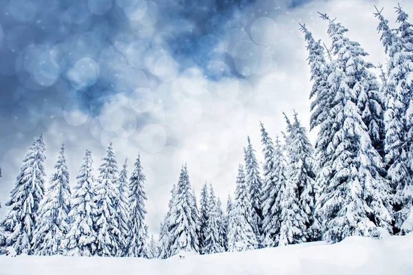 Fondo de Navidad con abetos nevados y luces bokeh — Foto de Stock