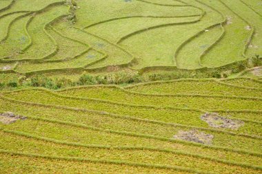 Vietnam 'daki pirinç tarlası
