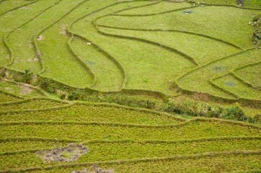 Vietnam 'daki pirinç tarlası