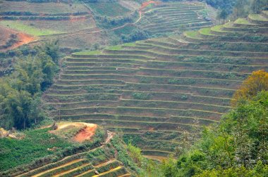 Vietnam 'daki pirinç tarlası