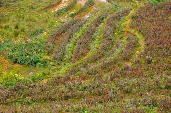 Рисовое поле во Вьетнаме — стоковое фото