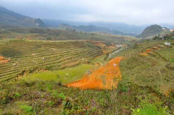 Rice field in Vietnam — Stock Photo, Image