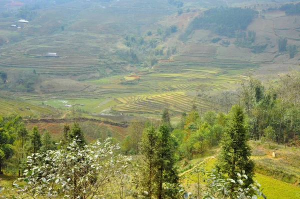 Campo de arroz em vietnam — Fotografia de Stock