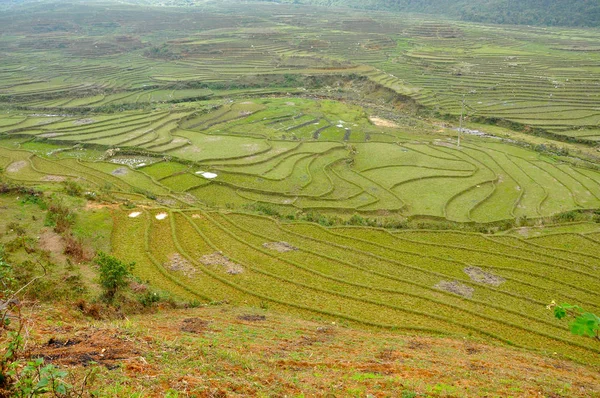 Risfält i Vietnam — Stockfoto