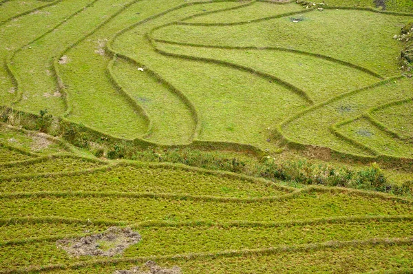 Rice field in Vietnam — Stock Photo, Image