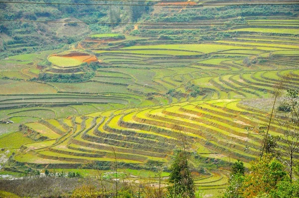 Risfält i Vietnam — Stockfoto