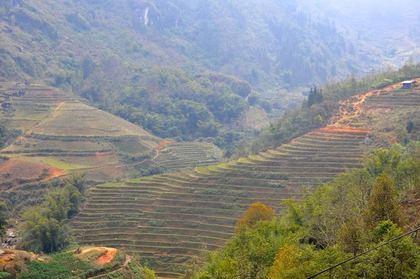 Rice field in Vietnam — Stock Photo, Image